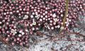 Sandhills pyxie-moss